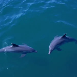 Dolphins swimming peacefully in a natural ocean habitat.